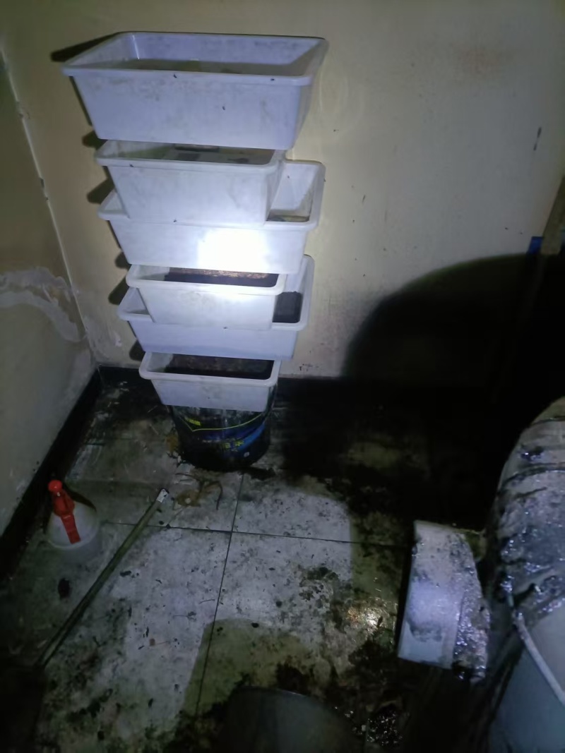 精品蟋蟀基地直发品质保证量大从优，一手货源欢迎联系