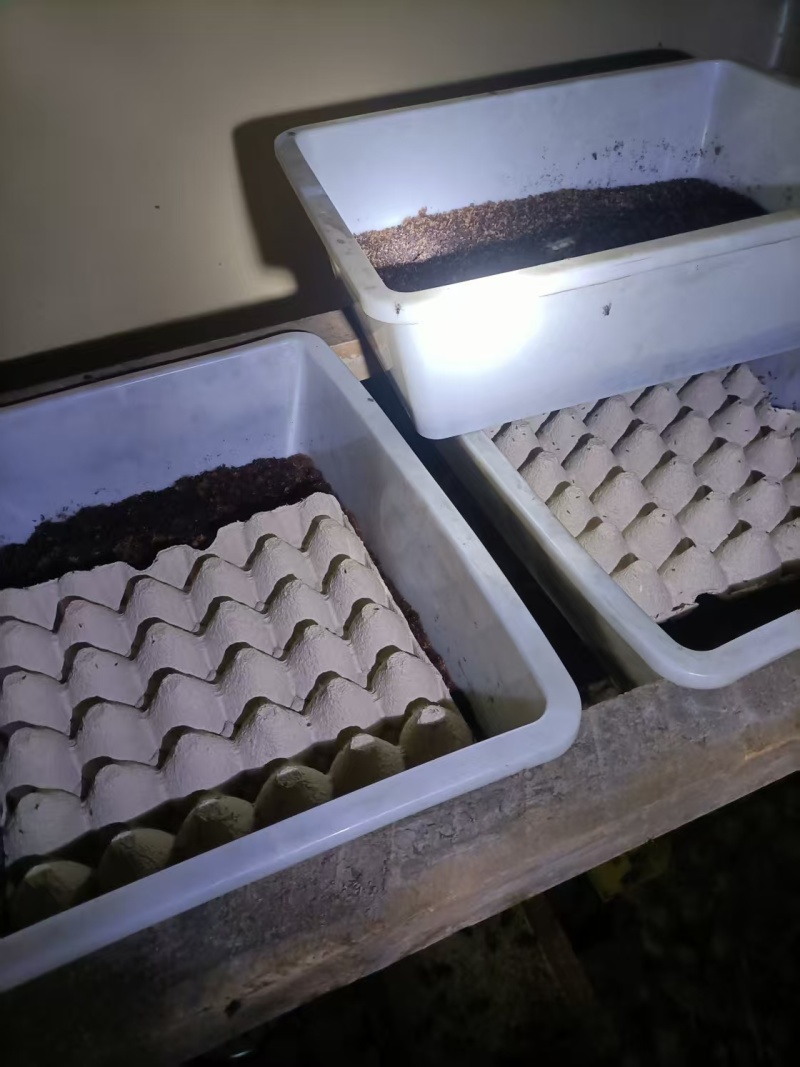 精品蟋蟀基地直发品质保证量大从优，一手货源欢迎联系