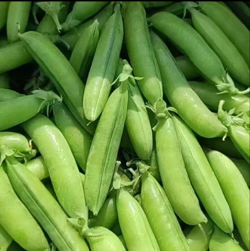 青豌豆，湖北万亩豌豆，人工采摘，人工挑选，质量保证，