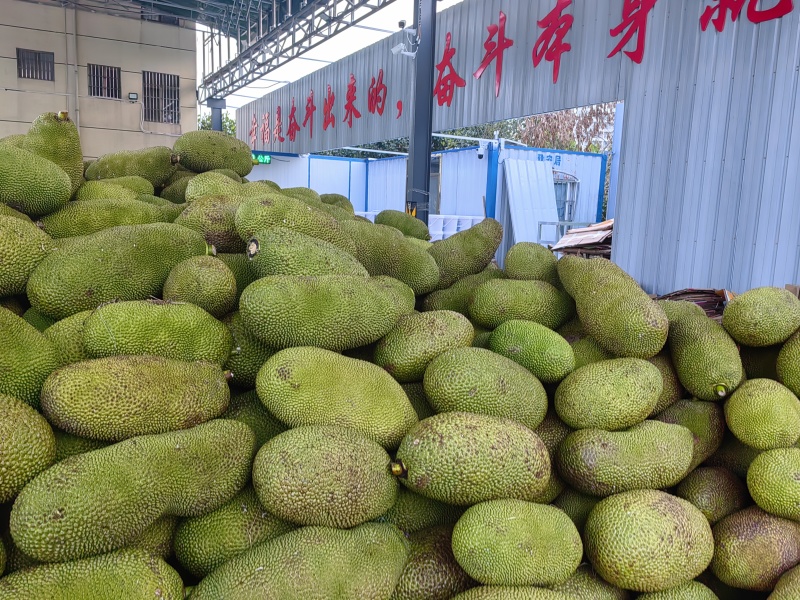 海南菠萝蜜以质论价，量大从优！自家果园源头产品