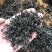 浙江新茶高山松阳银猴香茶茶叶批发对接电商一件代发
