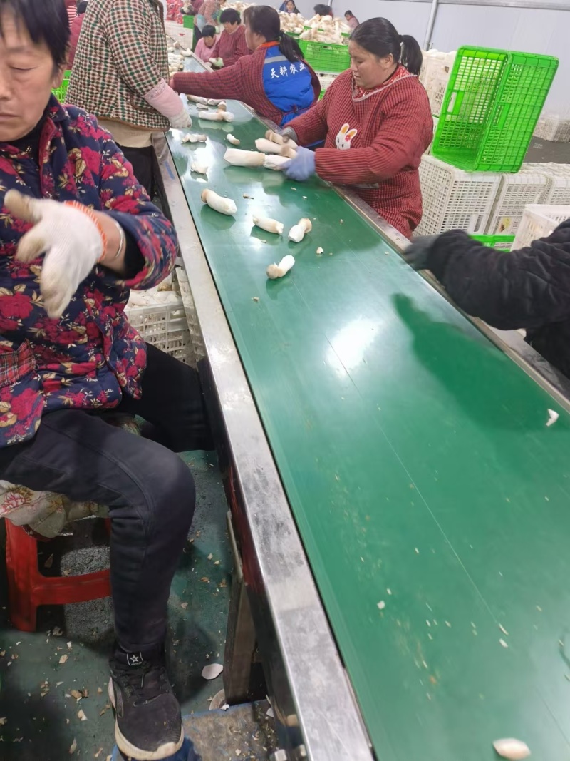 河南濮阳杏鲍菇，种植基地，产地直发，保质保量，量大从优