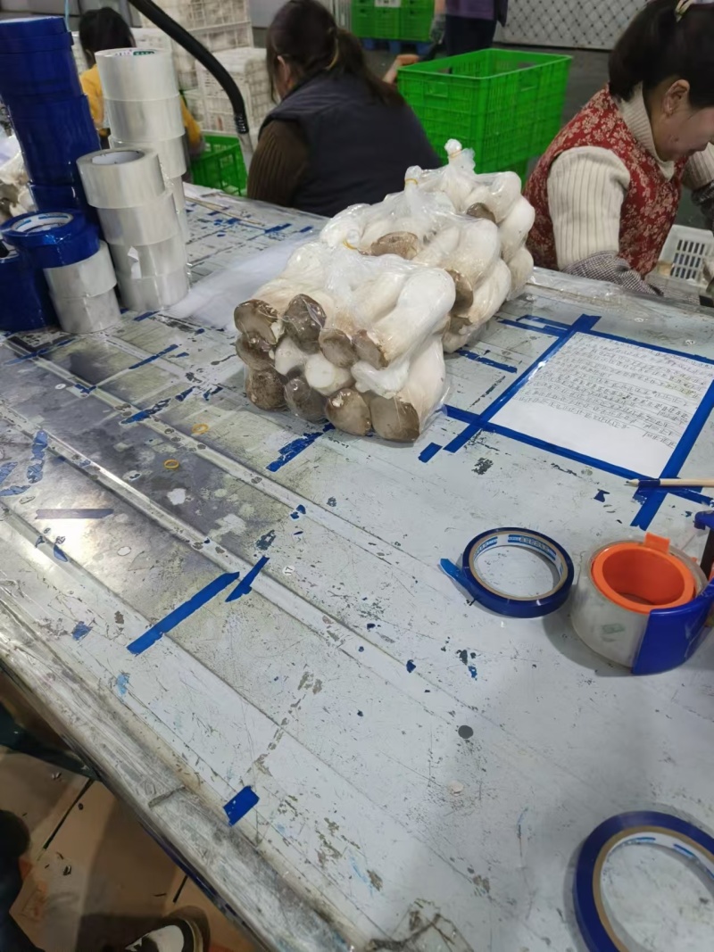 河南濮阳杏鲍菇，种植基地，产地直发，保质保量，量大从优