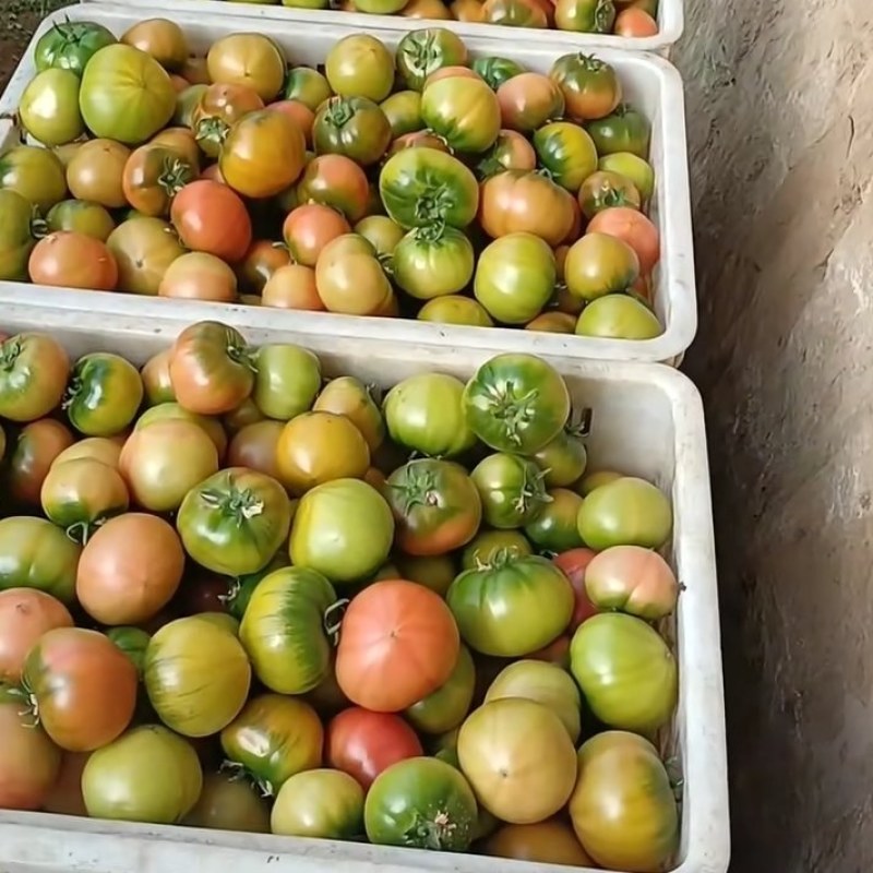 草莓西红柿