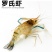 澳洲淡水龙虾苗