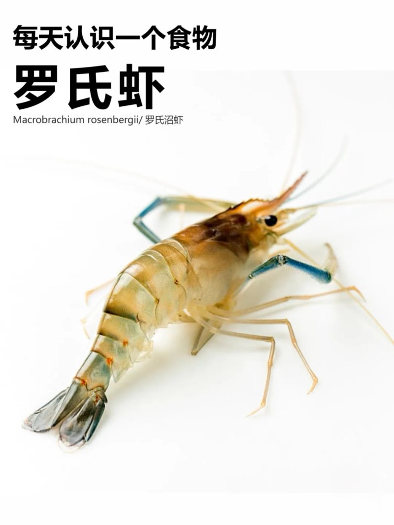 澳洲淡水龙虾苗