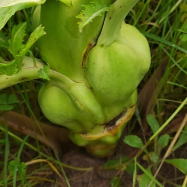 大头菜