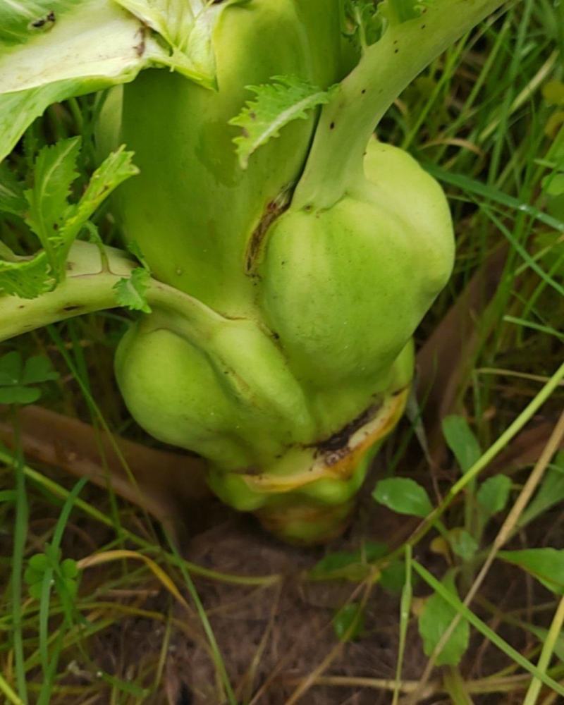 大头菜