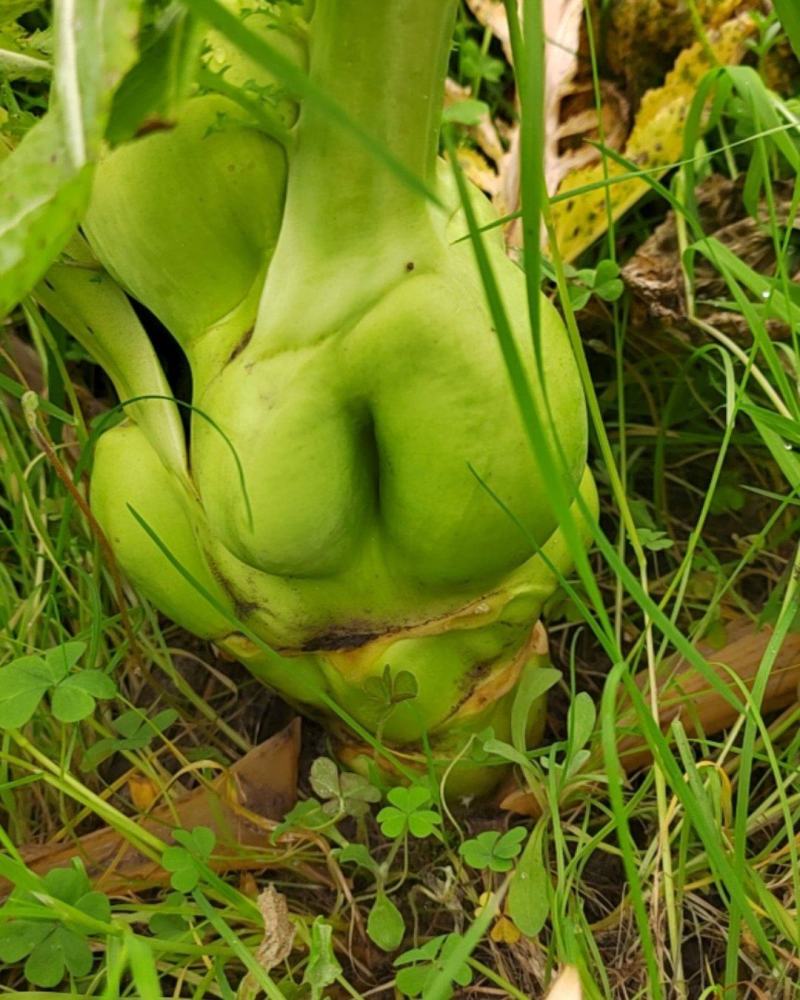 大头菜