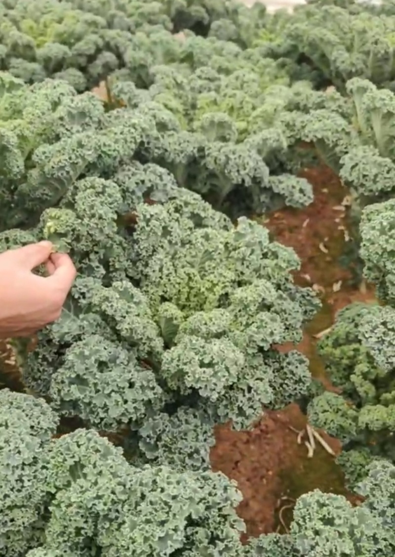 云南高原种植