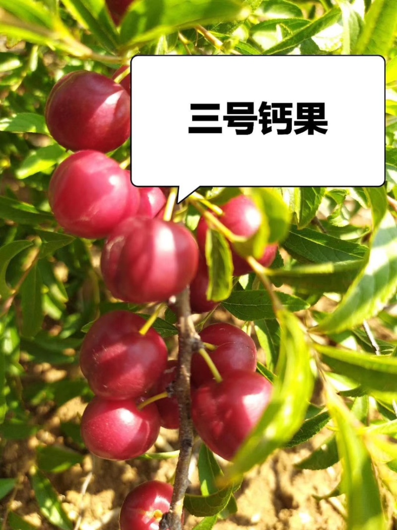 钙果苗欧李农大超欧紫冠结果鲜食补钙大田盆栽种子果树苗