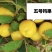 钙果苗欧李农大超欧紫冠结果鲜食补钙大田盆栽种子果树苗