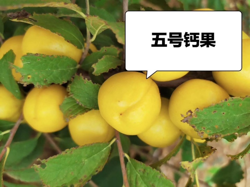 钙果苗欧李农大超欧紫冠结果鲜食补钙大田盆栽种子果树苗