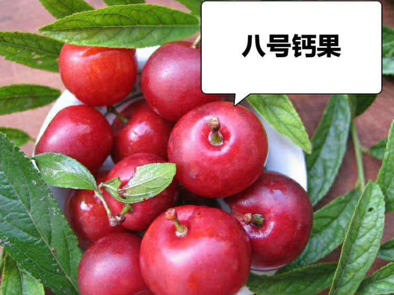 钙果苗欧李农大超欧紫冠结果鲜食补钙大田盆栽种子果树苗