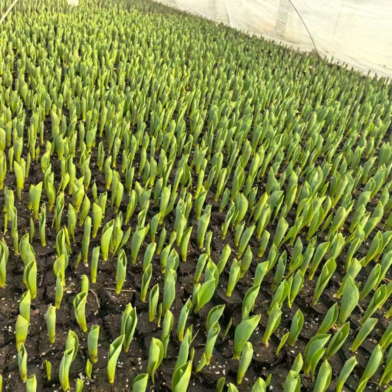 郁金香（多种颜色可选）基地直发，量大价优