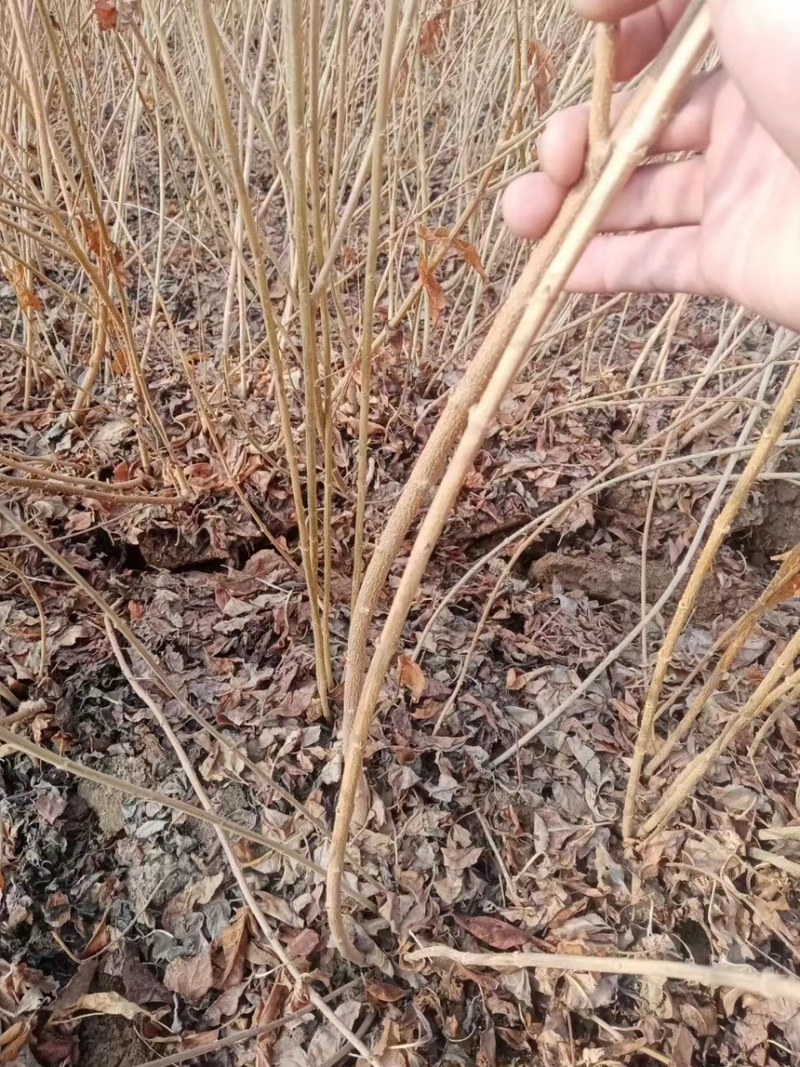 连翘苗连翘苗新品科研5号连翘树苗产地直发现挖现发