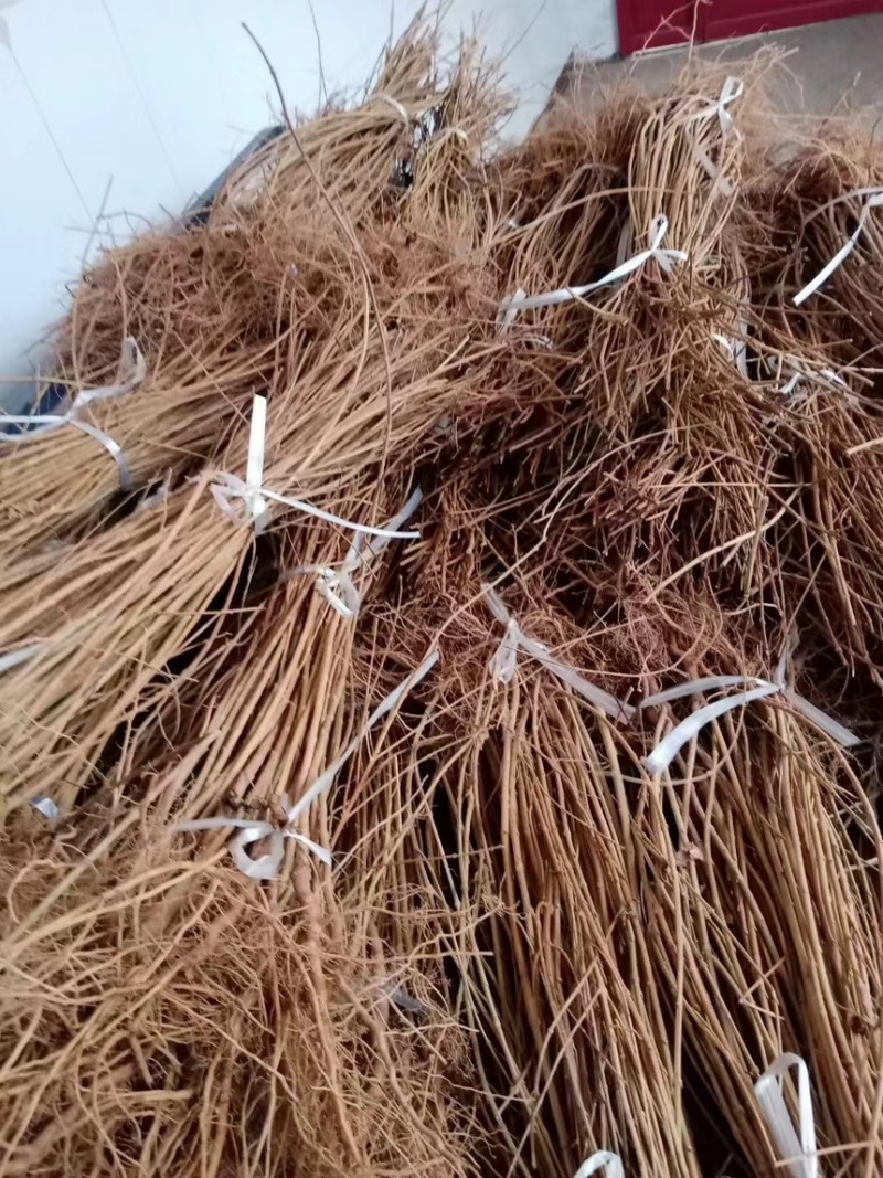 连翘苗连翘苗新品科研5号连翘树苗产地直发现挖现发