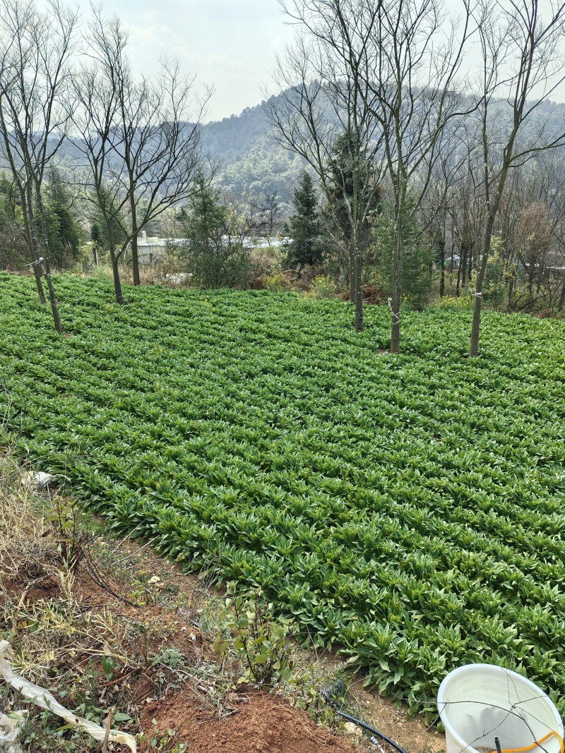 云南青皮莴笋大量现货供应，规格齐全，品质保证，可视频看货