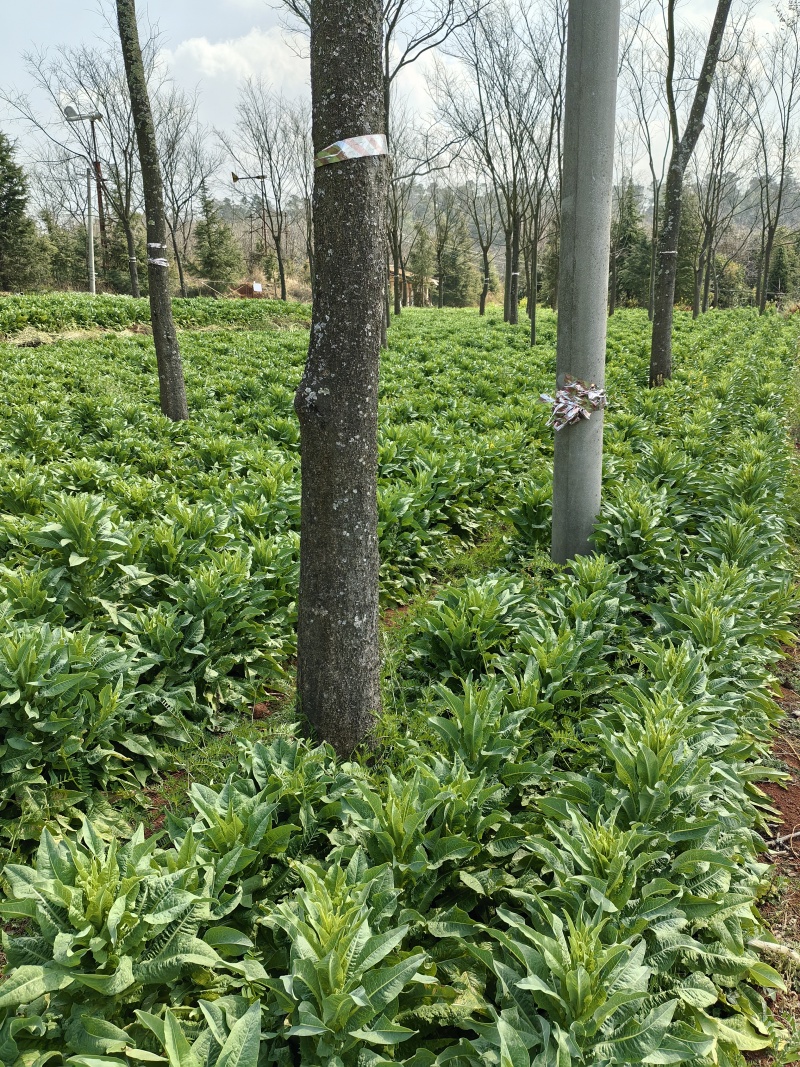 云南青皮莴笋大量现货供应，规格齐全，品质保证，可视频看货