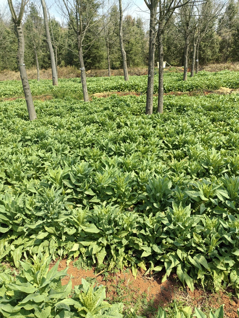 云南青皮莴笋大量现货供应，规格齐全，品质保证，可视频看货