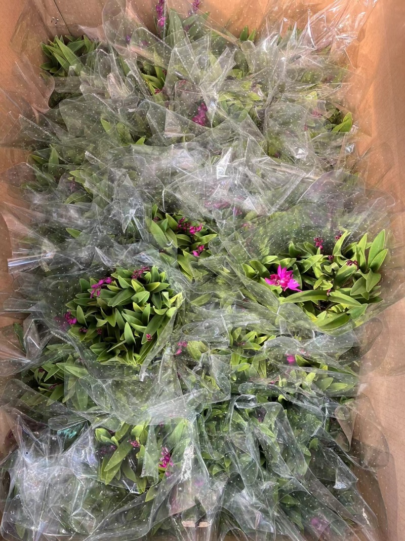 澳洲香水石斛