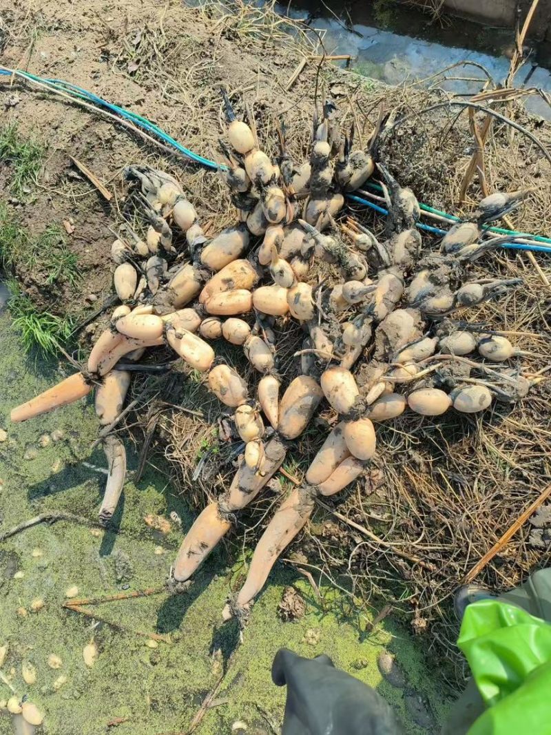 精品6号藕苗