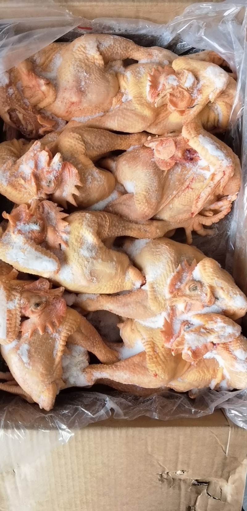 笨公鸡