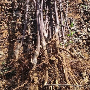 特大苹果树果苗嫁接冰糖心红富士盆栽地栽南北方种植