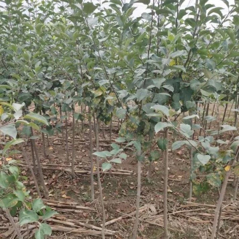 特大苹果树果苗嫁接冰糖心红富士盆栽地栽南北方种植