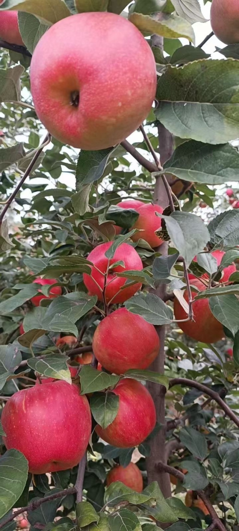 特大苹果树果苗嫁接冰糖心红富士盆栽地栽南北方种植
