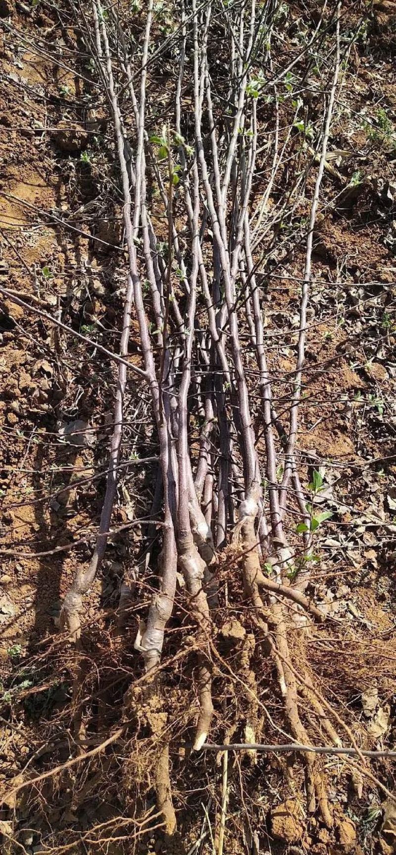 特大苹果树果苗嫁接冰糖心红富士盆栽地栽南北方种植
