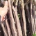 特大苹果树果苗嫁接冰糖心红富士盆栽地栽南北方种植