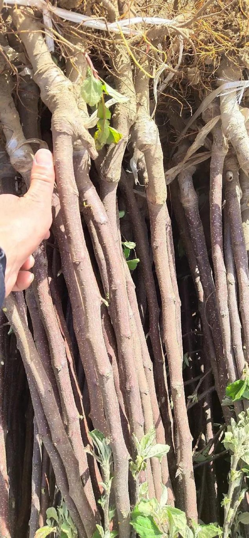特大苹果树果苗嫁接冰糖心红富士盆栽地栽南北方种植