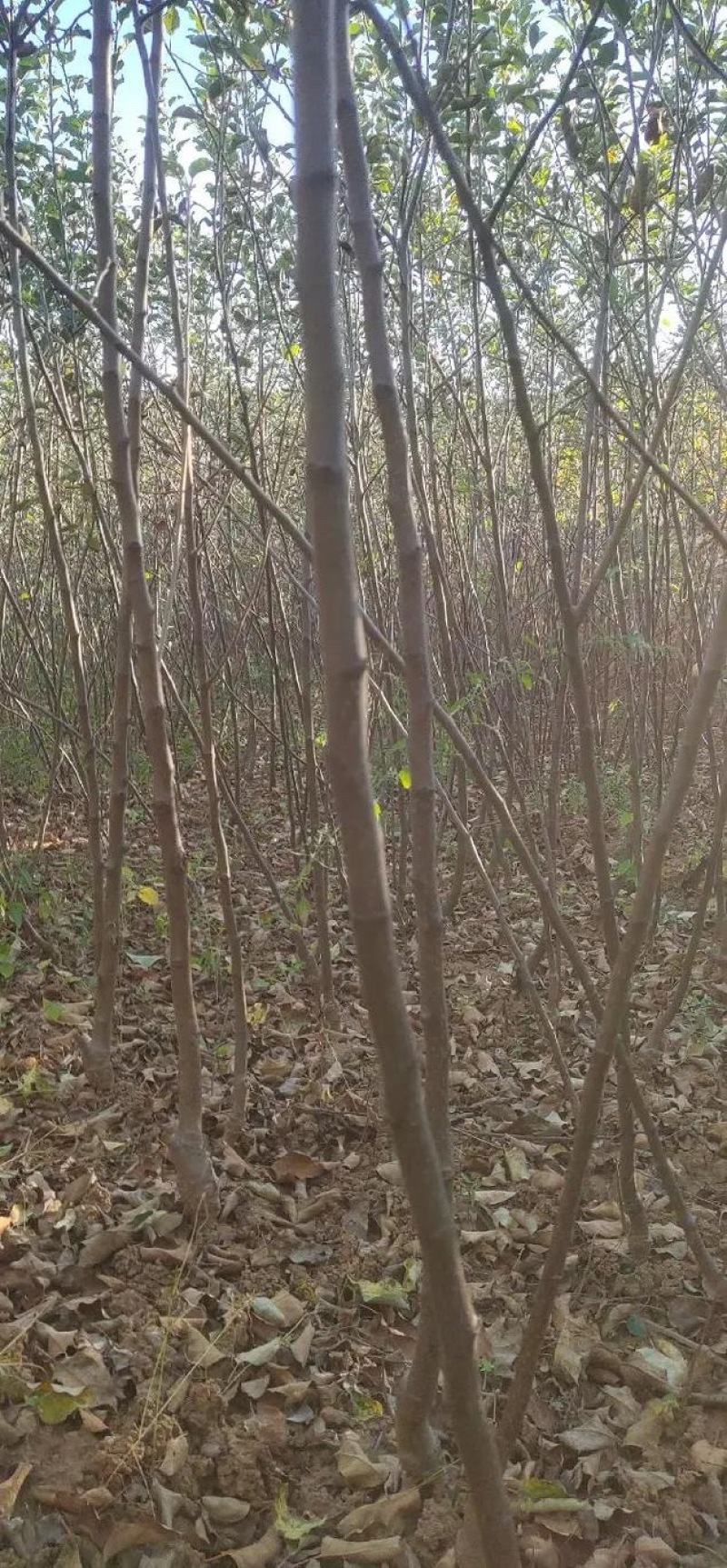 特大苹果树果苗嫁接冰糖心红富士盆栽地栽南北方种植