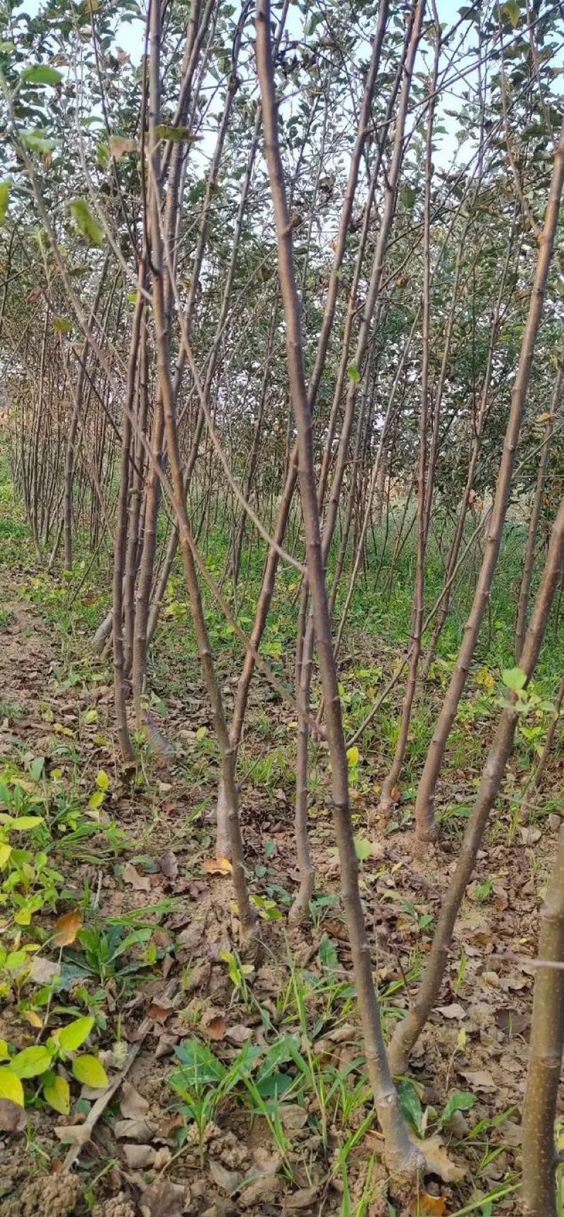 特大苹果树果苗嫁接冰糖心红富士盆栽地栽南北方种植