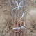 晋酸3号双仁酸枣苗山枣苗南北方种植地栽当年结果
