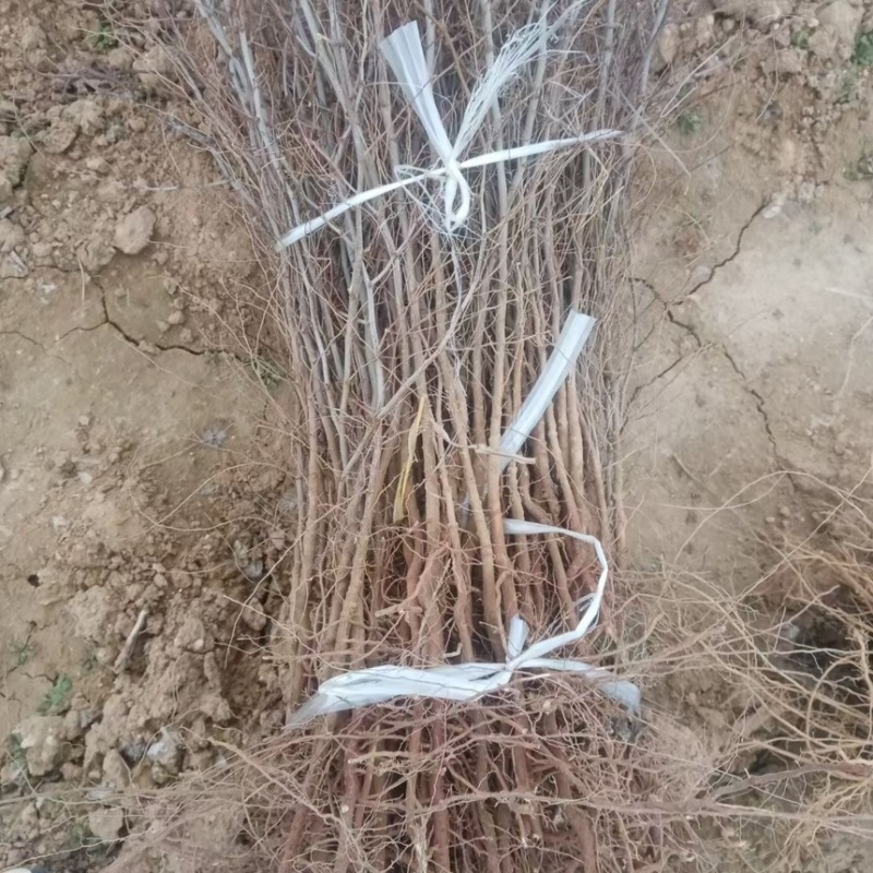 晋酸3号双仁酸枣苗山枣苗南北方种植地栽当年结果