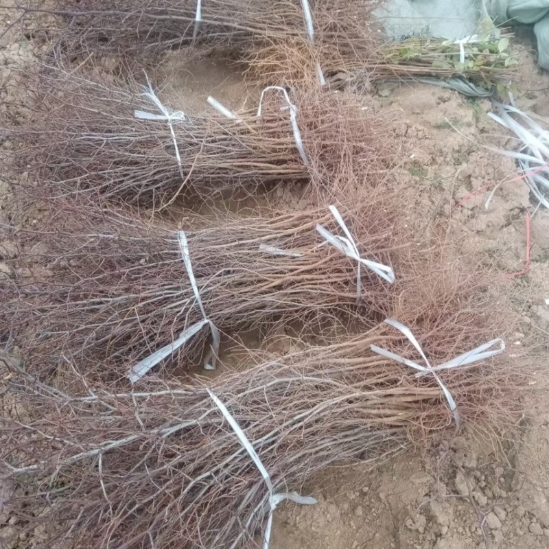晋酸3号双仁酸枣苗山枣苗南北方种植地栽当年结果