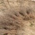 晋酸3号双仁酸枣苗山枣苗南北方种植地栽当年结果