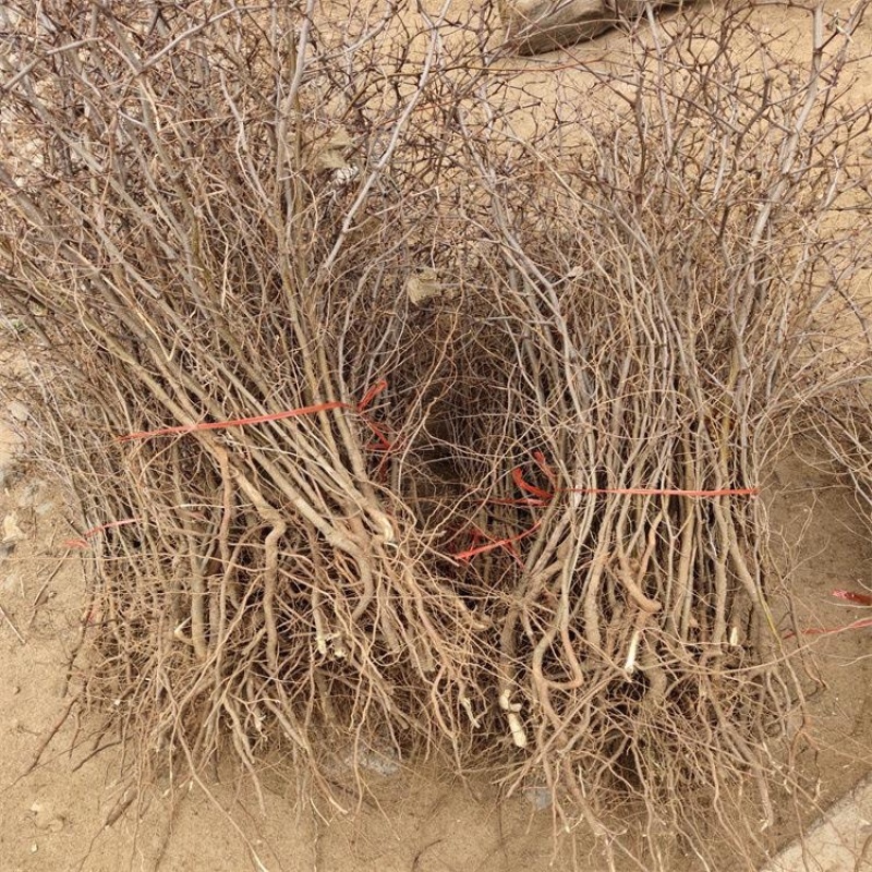 晋酸3号双仁酸枣苗山枣苗南北方种植地栽当年结果