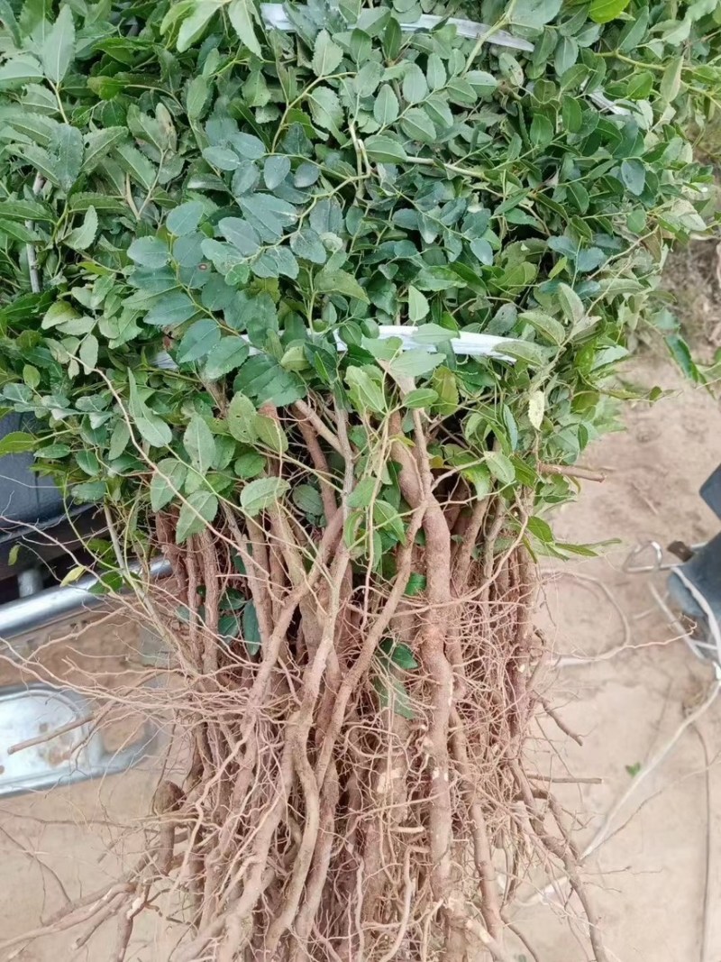 晋酸3号双仁酸枣苗山枣苗南北方种植地栽当年结果