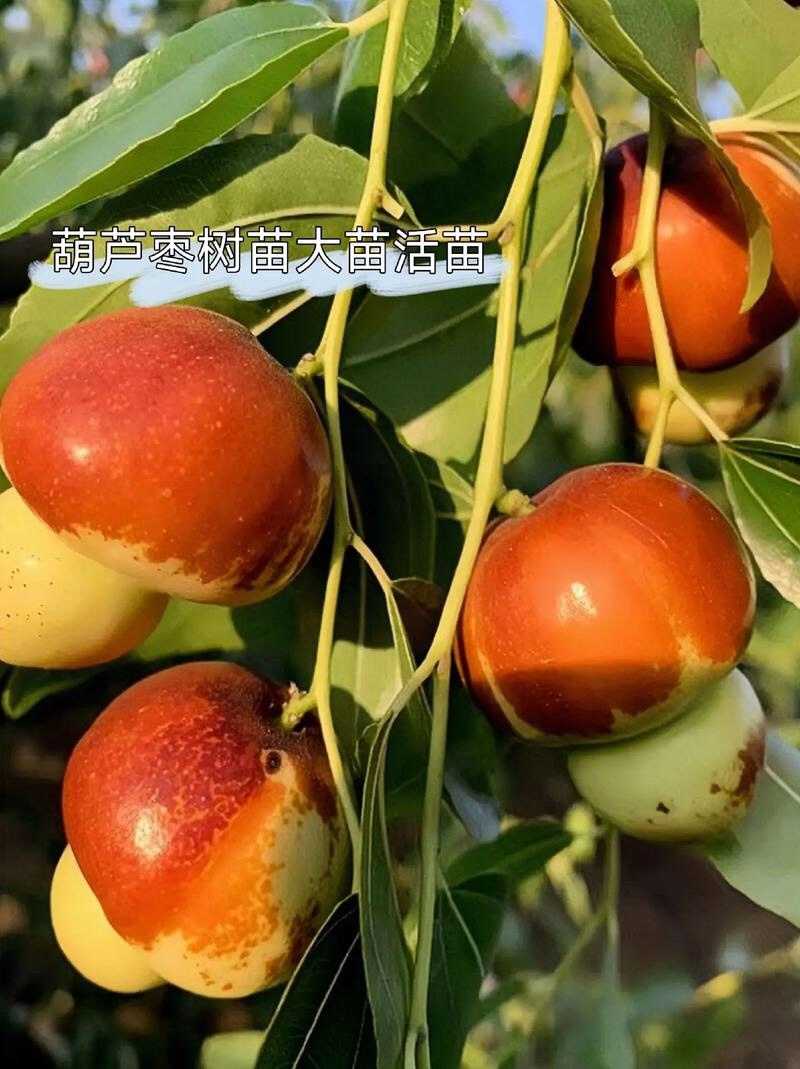 冬枣树苗枣树苗嫁接枣树苗当年结果南北方种植