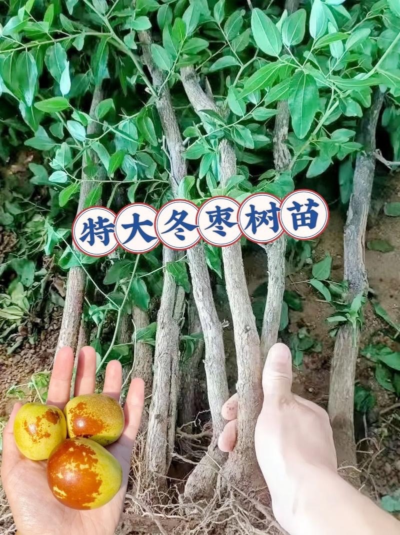 冬枣树苗枣树苗嫁接枣树苗当年结果南北方种植