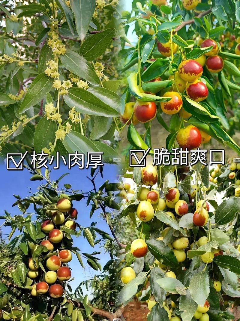 冬枣树苗枣树苗嫁接枣树苗当年结果南北方种植