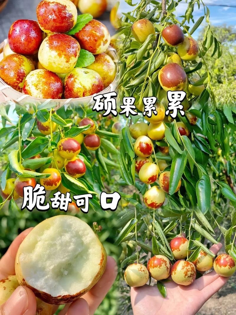冬枣树苗枣树苗嫁接枣树苗当年结果南北方种植