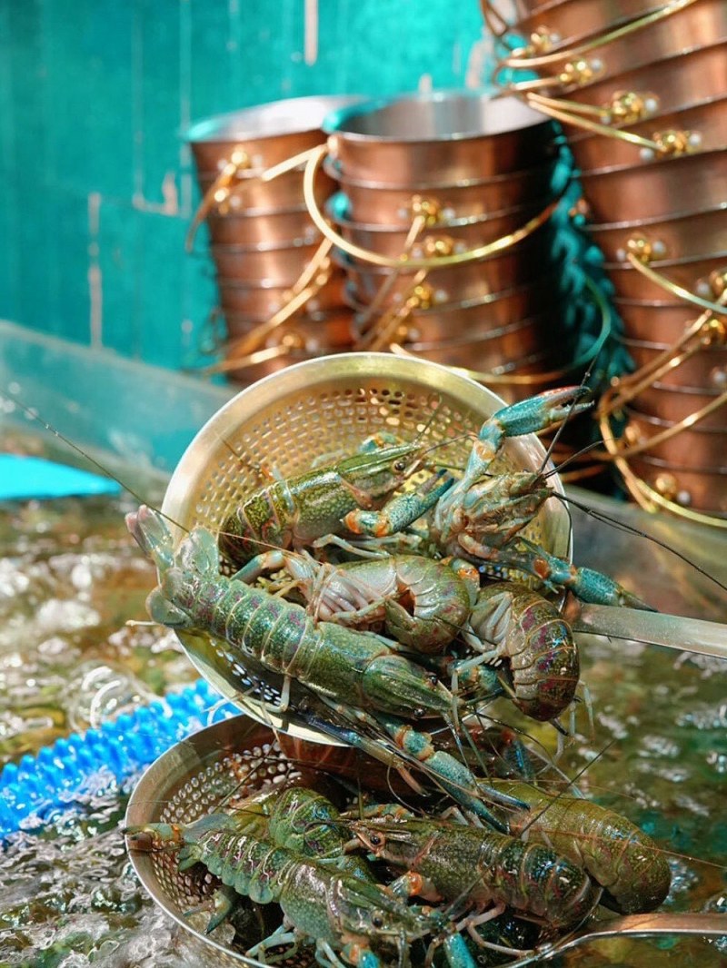 澳洲淡水龙虾，澳洲淡水龙虾苗