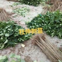 杜仲苗杜仲树苗中药材杜仲苗杜仲小苗盆栽地栽