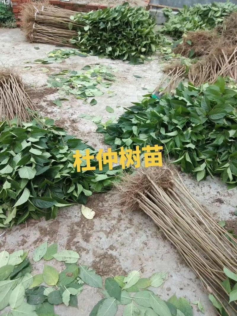 杜仲苗杜仲树苗中药材杜仲苗杜仲小苗盆栽地栽