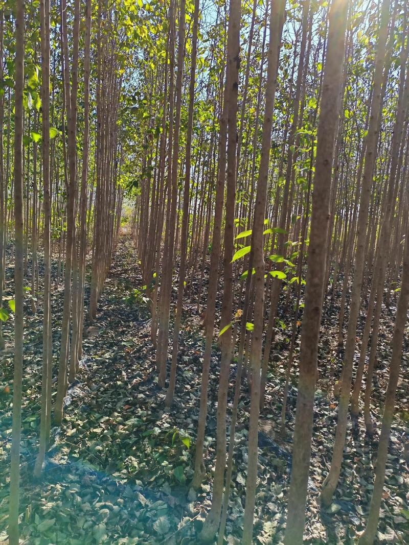 杜仲苗杜仲树苗中药材杜仲苗杜仲小苗盆栽地栽