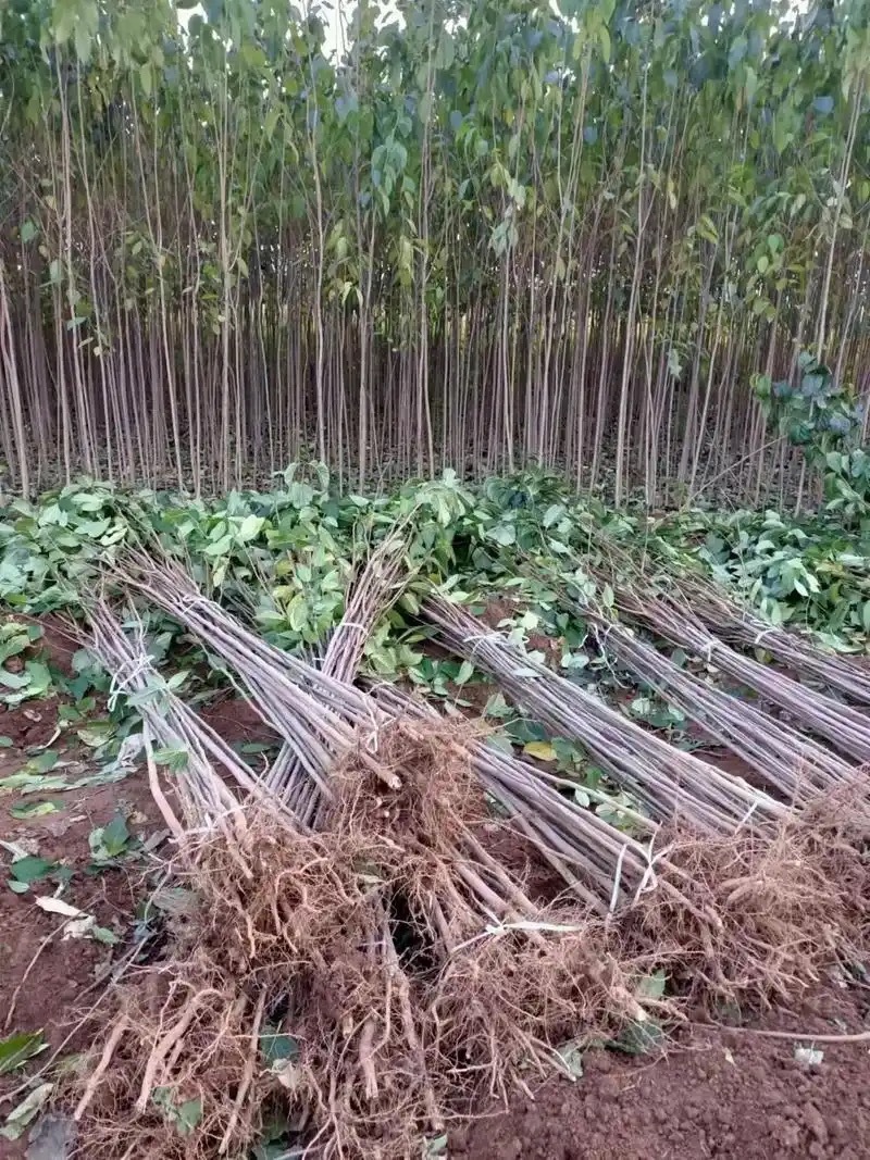 杜仲苗杜仲树苗中药材杜仲苗杜仲小苗盆栽地栽